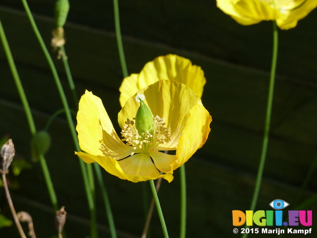 FZ015074 Yellow poppies in the shed